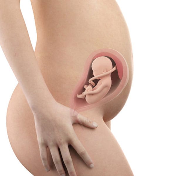 Abbildung Schwangerschaftswoche 26